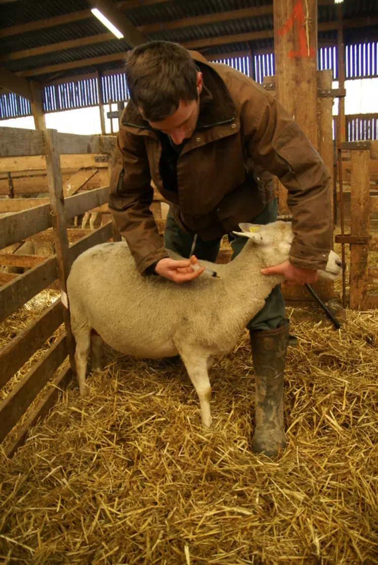 L'éleveur est désormais décisionnaire de la vaccination de ses animaux. © D. Hardy