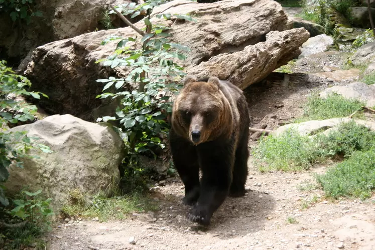 La quarantaine d’ours présents dans les Pyrénées ont tué ou blessé 230 animaux en 2016 et 690 en 2017, dont 209 brebis mortes dans le dérochement du Mont Rouch en juillet dernier. © D. Hardy