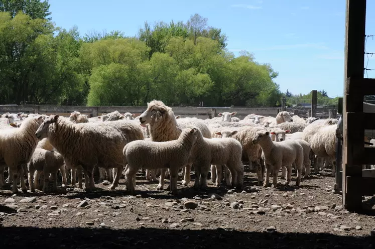 Augmenter la production par brebis : tel a été l'objectif de la filière ovine dans son ensemble après la suppression des aides en 1984. © J. Boudoin