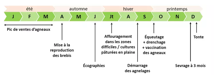 Calendrier de travail des exploitations ovines © GEB - Idele