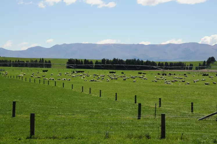 Les vaches laitières (ici à l'arrière-plan) ont pris le dessus sur les moutons dans l’île du Sud, grâce au développement de l’irrigation. © J. Baudoin