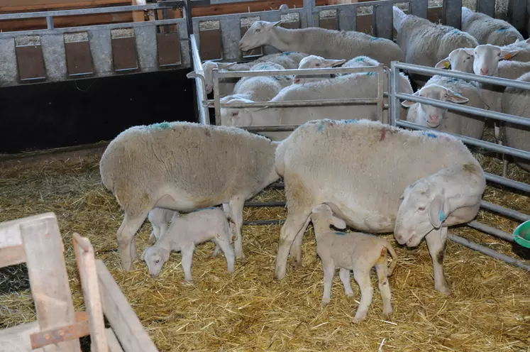 L'odeur d'un agneau nouveau-né active le comportement maternel de la brebis, qu'il s'agisse de sa progéniture ou non. © L. Geoffroy