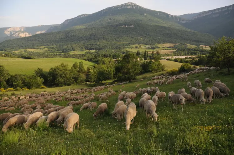 Les besoins en pâturage ne sont plus les mêmes lorsqu'on décale les mises bas. © L. Geoffroy