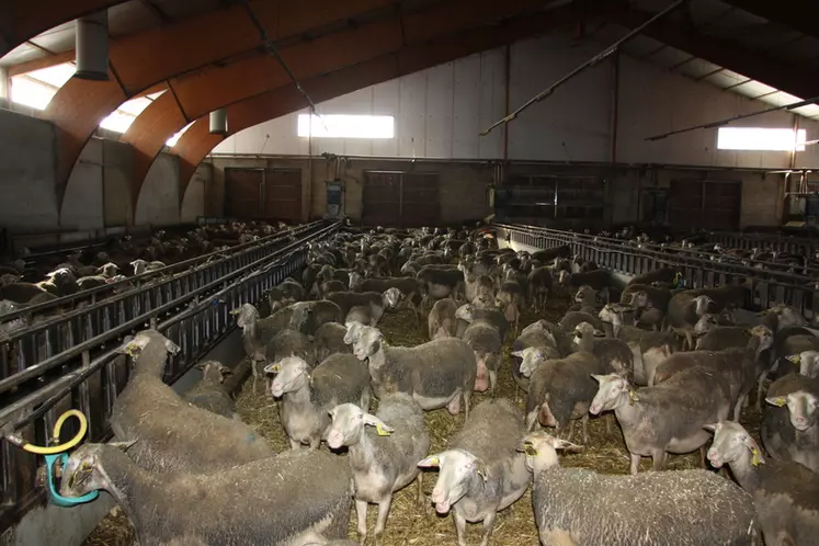 Les agneaux provenant des élevages de la zone Roquefort font de l'ombre aux producteurs d'agneaux de viande. © B. Morel