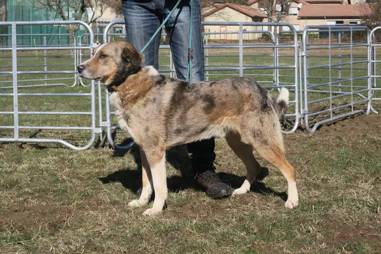 L'association de sauvegarde du chien berger d'Auvergne a pour objectif de faire connaître et de pérenniser des bonnes lignées de travail. © A. Veyre