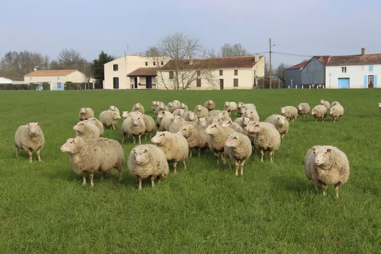 Les charmoises, très rustiques, restent dehors toute l’année. © V. Bargain