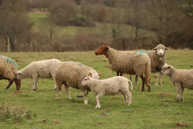 Différentes races de mouton sont à l'essai sur l'exploitation pour trouver celle qui alliera le mieux rusticité, valorisation des parcelles et facilité de désaisonnement. © B. Morel