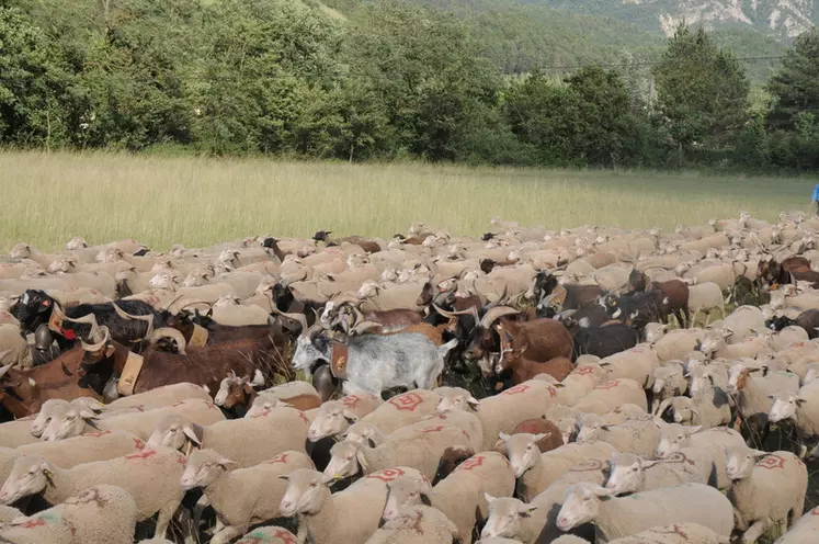 Moutons et chèvres ont été modifiés par la domestication. © A. Villette