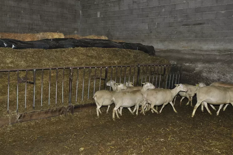 Les brebis sont séparées en deux lots dans la bergerie (gestantes, allaitantes). Chaque lot a accès à un silo libre-service. Le cornadis avance sous la poussée des brebis.  © B. Griffoul