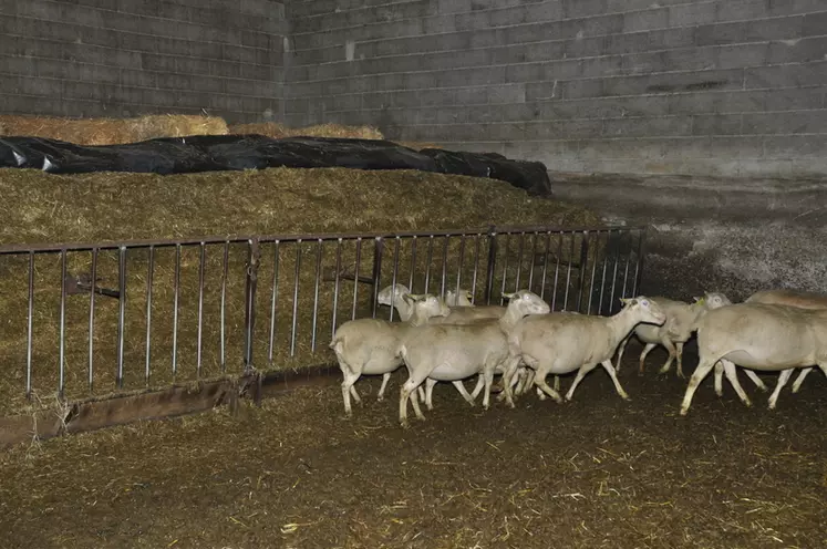 Les brebis sont séparées en deux lots dans la bergerie (gestantes, allaitantes). Chaque lot a accès à un silo libre-service. Le cornadis avance sous la poussée des brebis. © B. Griffoul