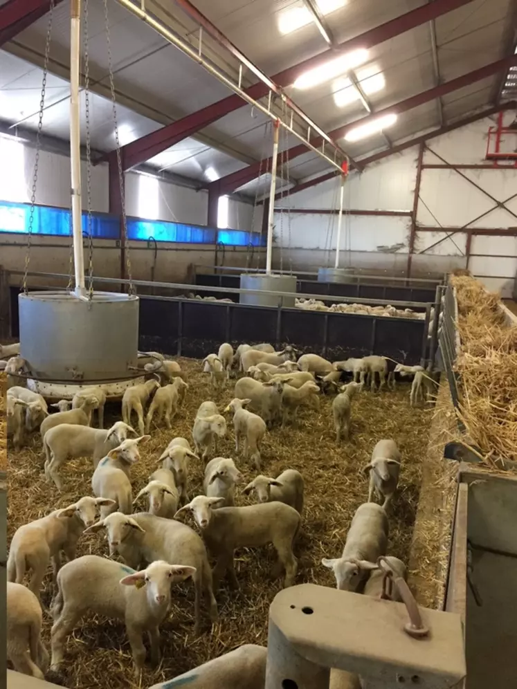 Dans les bergeries d’Ovi PC, les agneaux sont regroupés en loges de 150 à 200 animaux. L’engraissement dure environ deux mois et demi. L’étalement des naissances permet de faire trois lots par an. © Ovi PC