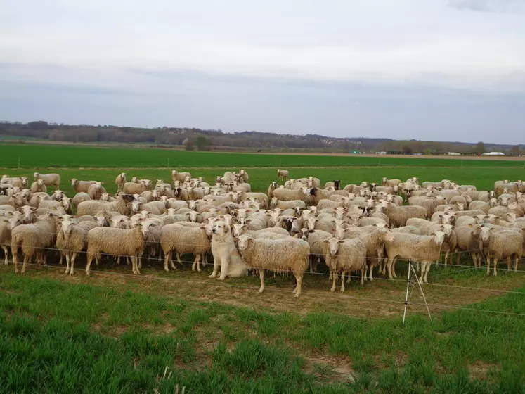 Les céréaliers voient de plus en plus d’intérêts à remettre des ovins sur leurs terres. © A. Cuypers