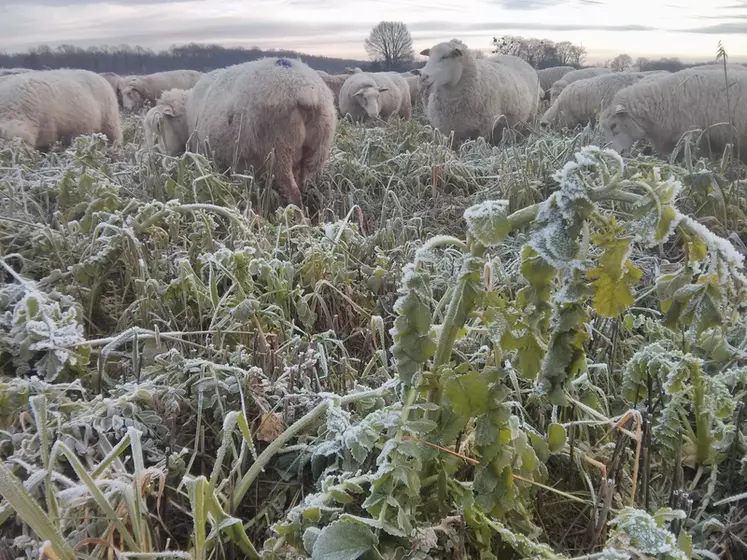 La laine protège les moutons qui peuvent pâturer les couverts même par grand froid. © A. Cuypers