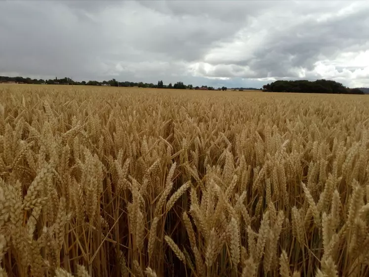 Les blés raccourcis par les ovins (à droite) ont produit autant de graines, mais moins de paille, que les autres. © A. Cuypers