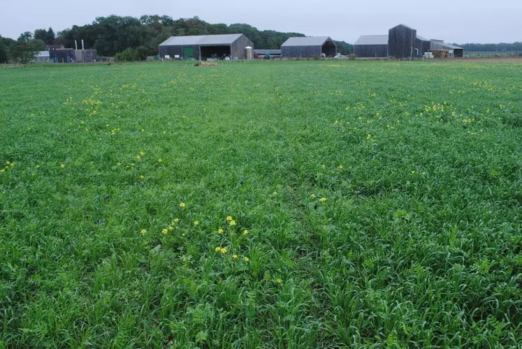 (mettre à côté de photo 2)130 mm de pluie en juillet-août avait permis des rendements de l’ordre de 3 tonnes de matière sèche par hectare à l’automne 2015. © Ciirpo