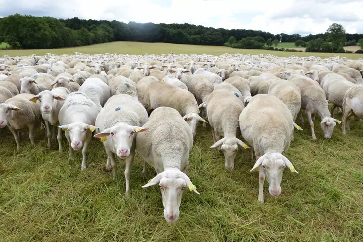 Les brebis Blanches du Massif Central produisent environ 2 000 agneaux par an qui sont valorisés en agneaux fermiers des Pays d’Oc label rouge et en agneaux Engagement qualité Carrefour. © D. Hardy