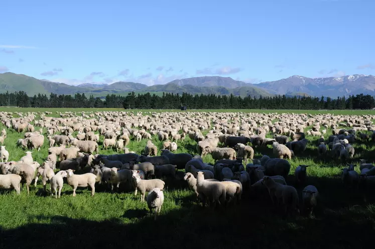 Une exploitation néo-zélandaise type compte 3 200 brebis qui vont rester au pâturage toute l'année. © J. Baudoin