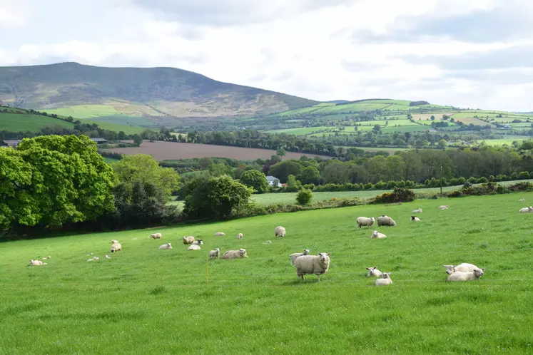 L'Irlande peut compter sur la douceur et l'humidité de son climat pour élever ses animaux à l'herbe. © D. Hardy