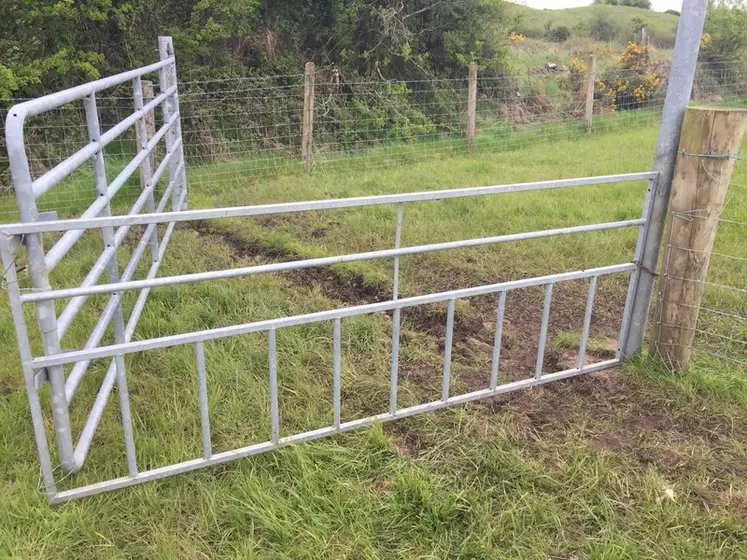 La barrière de pâturage en avant présente des avantages pour les agneaux, pour les brebis et pour la gestion des parcelles. © DR