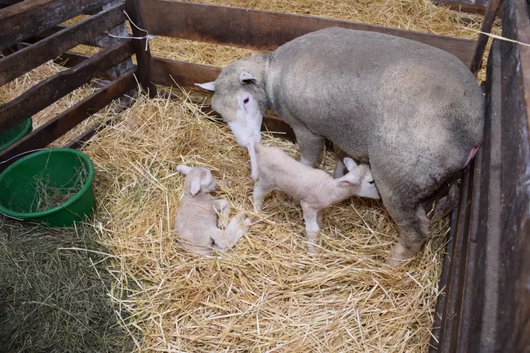 La reconnaissance des agneaux par la mère est une étape cruciale. Plusieurs techniques ont été proposées pour provoquer l'instinct maternel. © D. Hardy