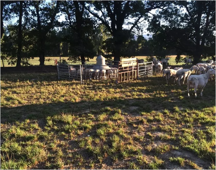 Les agneaux apprennent à se nourrir en concentré tandis qu'ils sont encore avec leurs mères et à l'herbe. La transition alimentaire se fait en douceur. © DR
