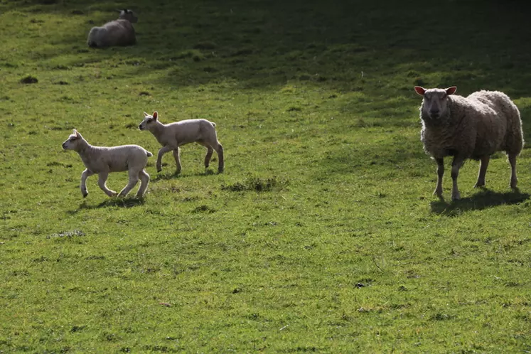 Les agneaux élevés à l'herbe sont plus vigoureux et développent mieux leurs muscles qu'en bergerie. © B. Morel