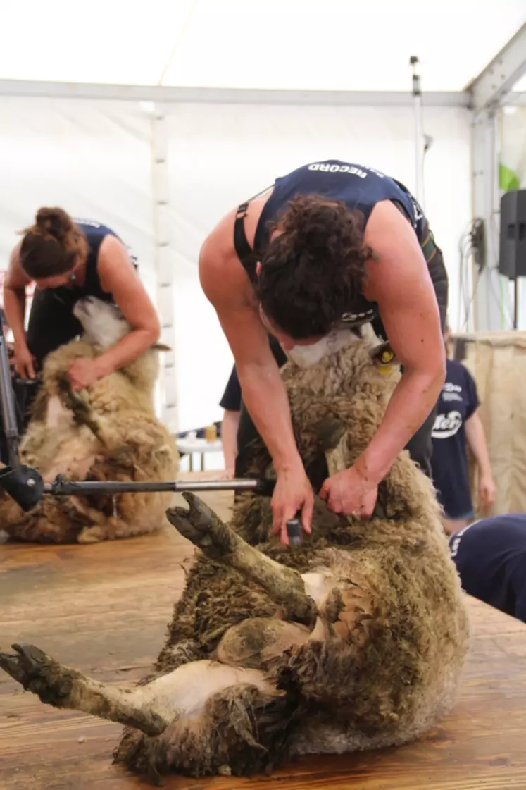 En enlevant la laine, les tondeurs participent aux bien-être des animaux. © Phoebus Communication