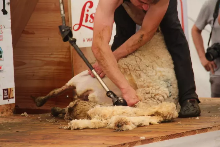 En enlevant la laine, les tondeurs participent aux bien-être des animaux. © Phoebus Communication