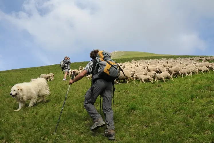 Le réseau chiens de protection prévoit aussi des formations pour les guides de montagnes, les accompagnateurs de groupe pour savoir comment gérer la présence d'un chien de protection. © L. Geoffroy