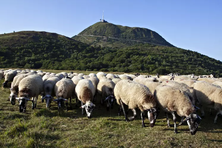 En limitant la broussaille, l'élevage ovin participe à l’esthétique des paysages. © OS ROM Sélection