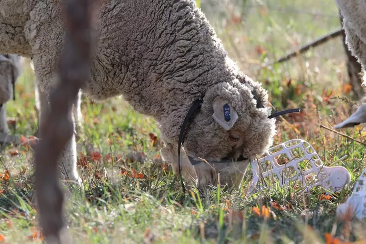 [Mettre les deux photos] Avec ces muselières, le mouton ne mange pas les feuilles de vignes mais il ressemble à Hannibal Lecter dans Le silence des agneaux ! © Winebaa