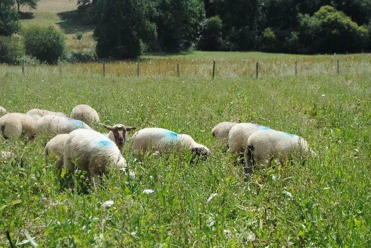 Le pâturage par les agneaux d’une parcelle « alicament » a permis une augmentation des croissances de 17 % mais sans réduction du niveau d’excrétion des agneaux en strongles gastro intestinaux. © Ciirpo