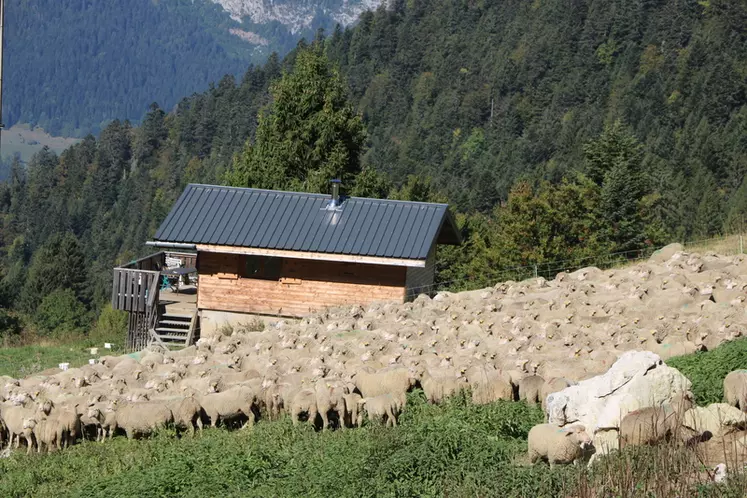 Au cœur du parc naturel régional de Chartreuse, le berger et son troupeau restent de juin à octobre en altitude.  © B. Morel