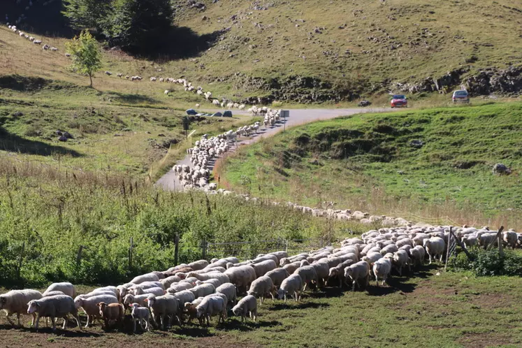 Afin de pouvoir prélever des agneaux pendant la période d'estive, il vaut mieux que les alpages soient accessibles par la route. © B. Morel