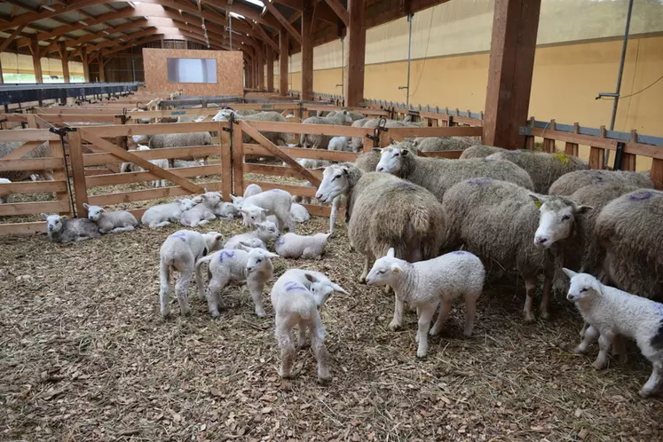 Les litières en plaquettes de bois sont aussi testées avec succès à la ferme expérimentale ovine du Ciirpo (87). © D. Hardy