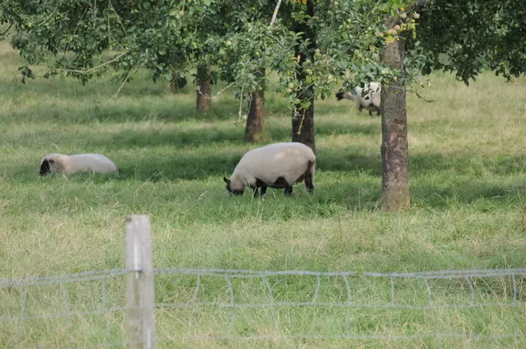 En Lorraine, comme ailleurs, les moutons peuvent entretenir les vergers.  © L. Geffroy