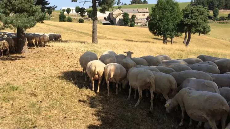 Les brebis agnellent pendant l'été et les agneaux sont vendus à la fin de l'automne.  © F. Tahon