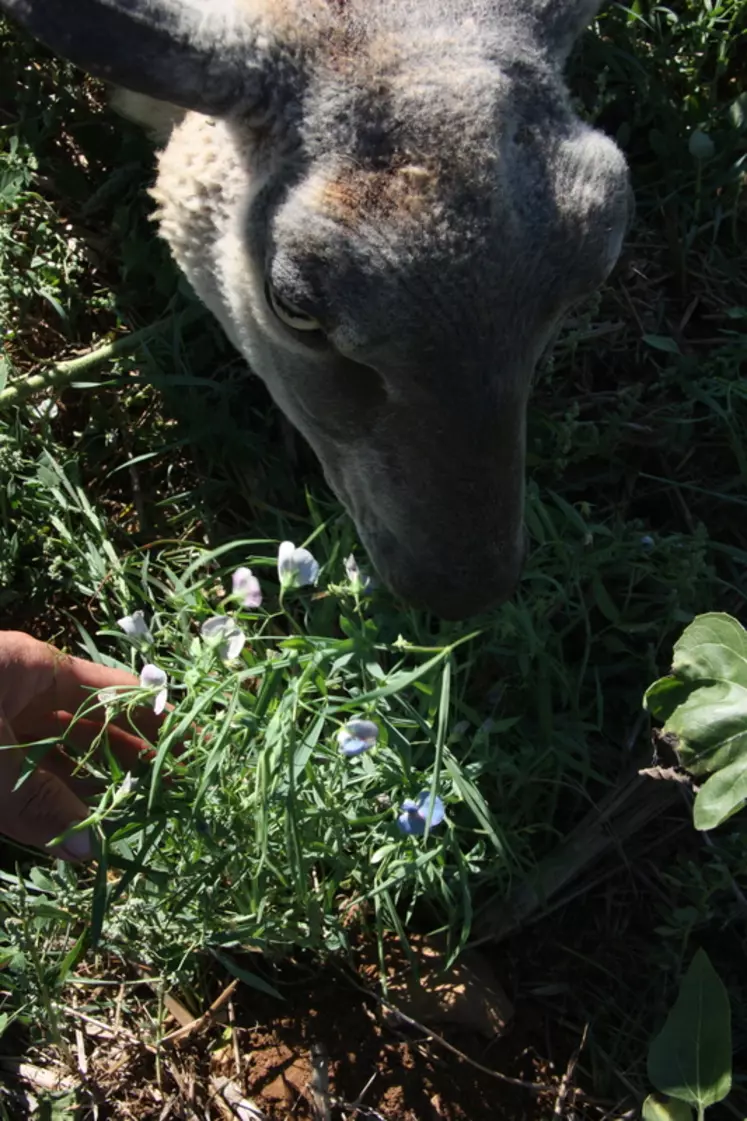 Une gesse commune, plantée avec du tournesol, du fenugrec du moha et du sorgho fourrager, dégustée par le dernier mouton de race charollaise présent sur le Gaec. © E. Durand