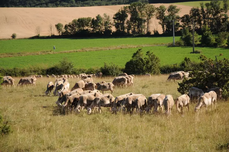 Ouverture des milieux, maintien de la biodiversité et système herbager : l'élevage ovin jouit d'une bonne image auprès du grand public. © L. Geffroy