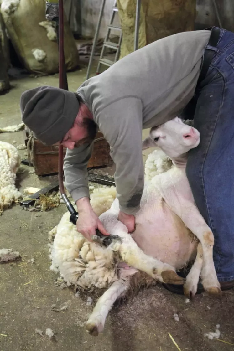 La réaction la plus courante lorsqu'on annonce être tondeur de moutons est : "Ah bon mais ça existe comme métier ?" © J.-C. Gutner