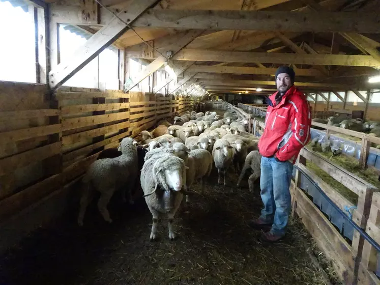 Le troupeau n'est à la bergerie que de mi-février à mars, pour l'agnelage. © A. Tournier