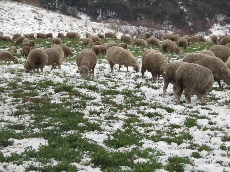 Le troupeau est conduit à l’extérieur la majeure partie de l’année. En Drôme, les animaux profitent de ressources parfois rustiques, mais aussi de légumineuses, de trèfles ou encore de luzerne sauvage. © N. Peccoz