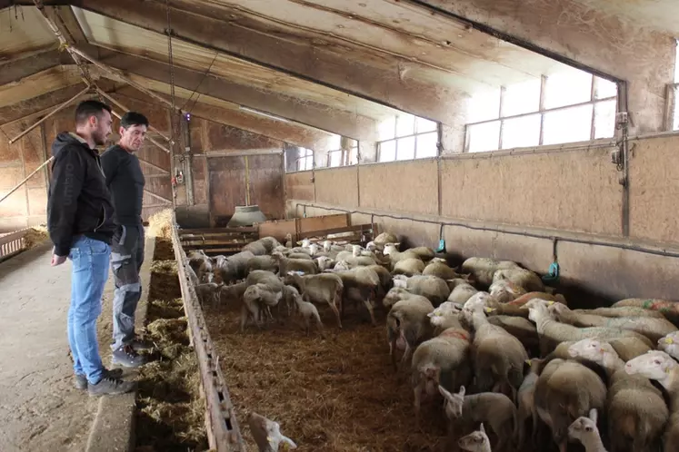 Roland Simon, du Gaec des Cîmes en Haute-Loire, a été le premier à livrer des agneaux laitons label rouge dans le département (ici avec Medhi Viallet de l’Apiv Auvergne). © HLP