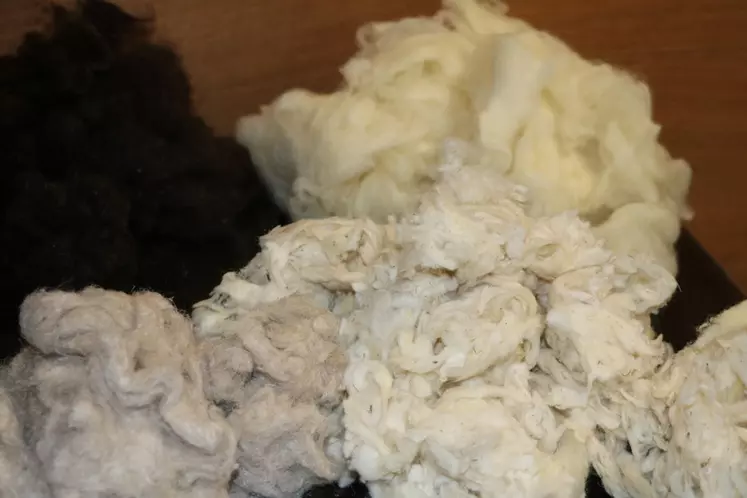 La laine brute lavée arrive ainsi à la filature qui va se charger d'en faire des fibres textiles. © B. Morel