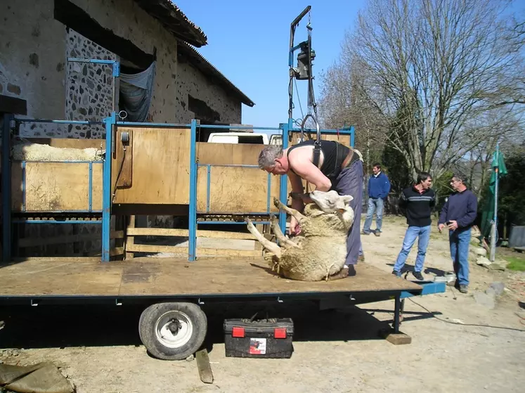 Le plancher de tonte doit être bien plane pour que l'inclinaison du dos du tondeur soit bonne et pour qu'il ait une bonne maîtrise de ses appuis. © Chambre d'agriculture Haute-Vienne