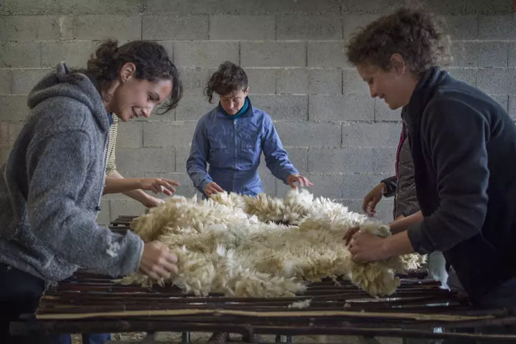 Le tri de la laine est essentielle pour ne garder que les partie exempte de végétaux, blanche et de couleur homogène. © dr