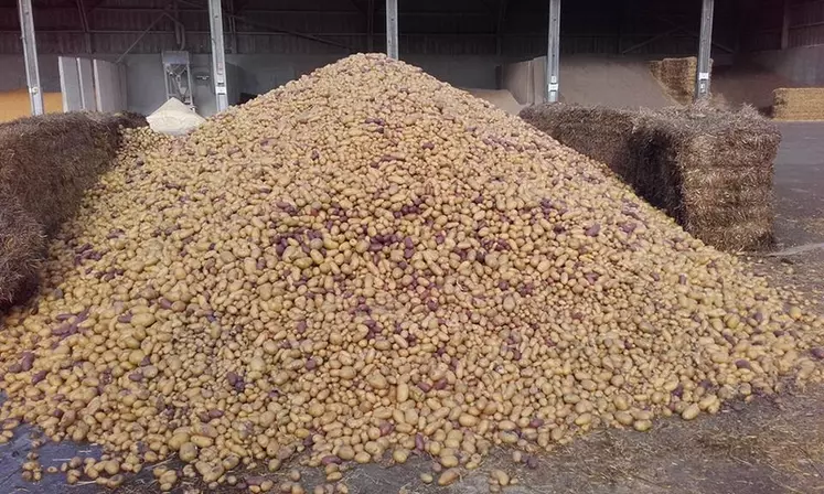 Les pommes de terre peuvent être distribuées entières. © L. Seguin