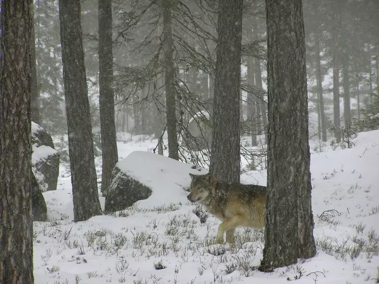 En seulement un an, l'objectif de 500 loups en France a été atteint, alors que l'échéance était fixée à 2023. © Skandulv
