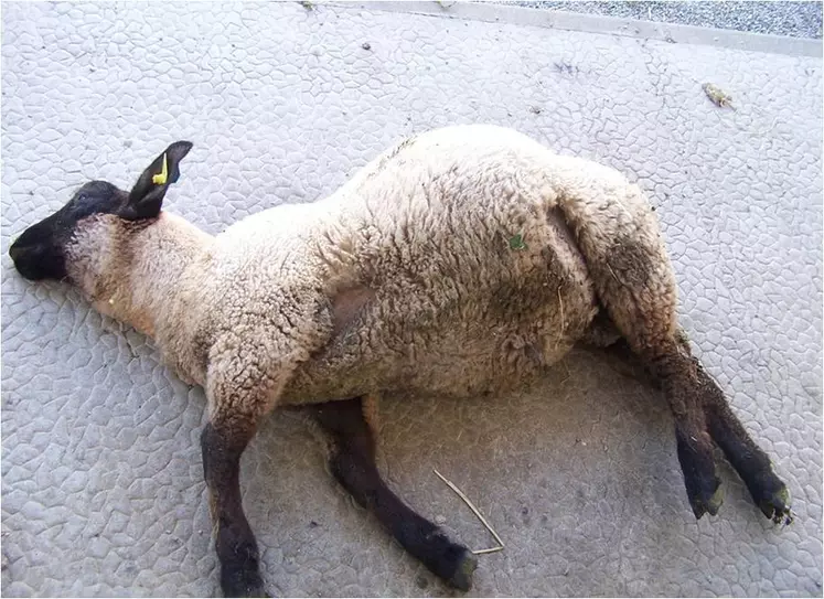 1 - MORT SUBITE d'un agneau en très bon état. © P. Autef