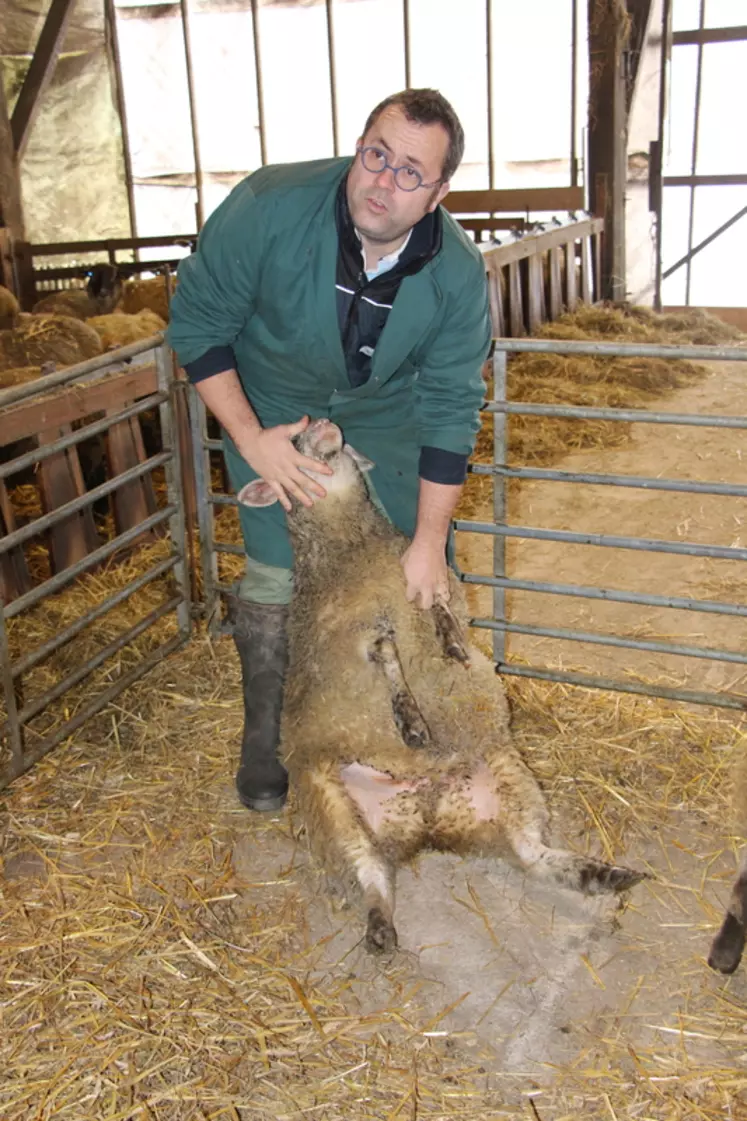 Le GDS Bretagne préconise qu'avant tout achat d’agnelles ou de béliers, d'examiner chaque animal en regardant notamment la bouche, les pattes, l’absence de diarrhées et l’appareil reproducteur.  © V. Bargain